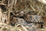 Adder (Vipera berus) RL KW , Veluwe